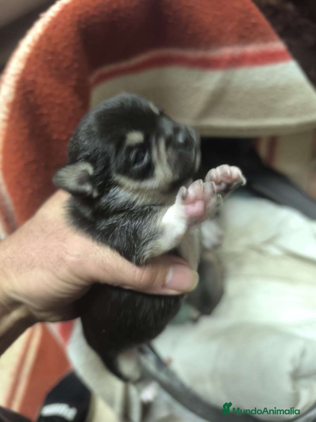 Chihuahua perros en venta: Chihuahuas tea cup Exclusivos - Anuncio 2