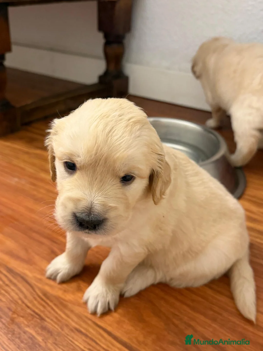 Golden Retriever perros en venta: Preciosos golden retriever🔥🐾 - Anuncio 4