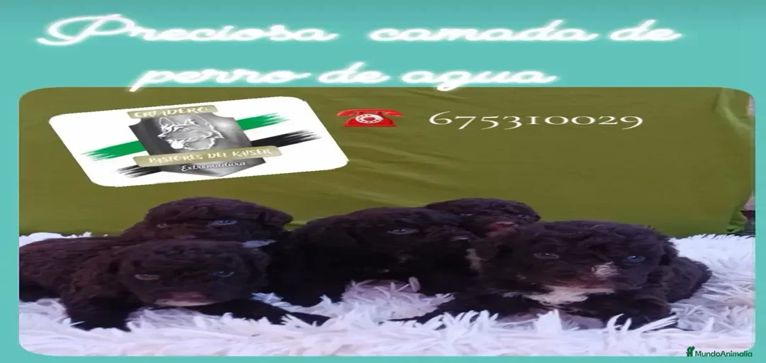 Imagen de galería {{count}}