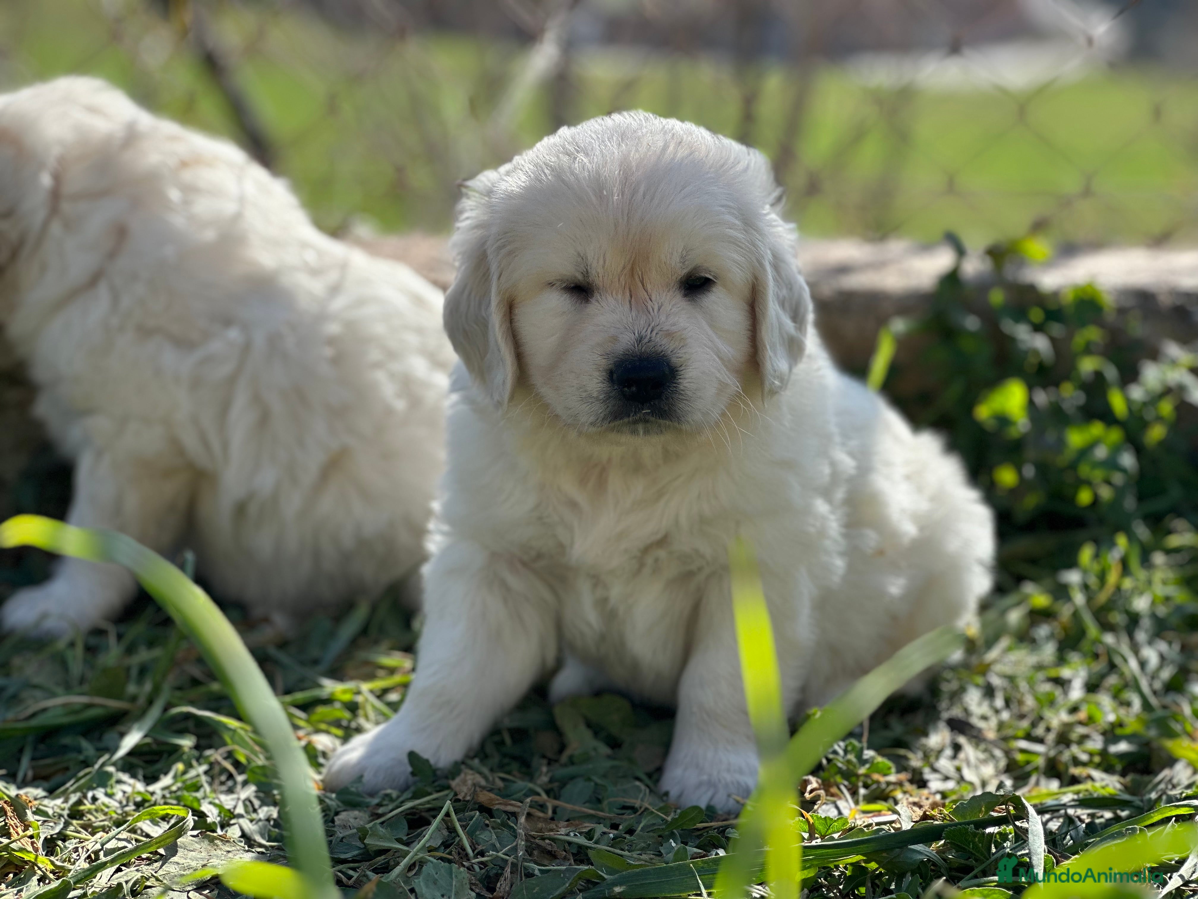 Golden Retriever perros GOLDEN MACHO NACIONAL en Barcelona - Anuncio 12