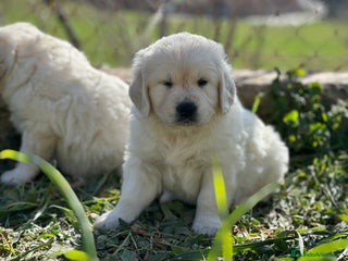 Golden Retriever perros en Barcelona - Anuncio 29
