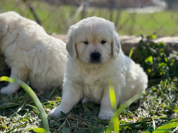 Golden Retriever perros en Barcelona - Anuncio 12