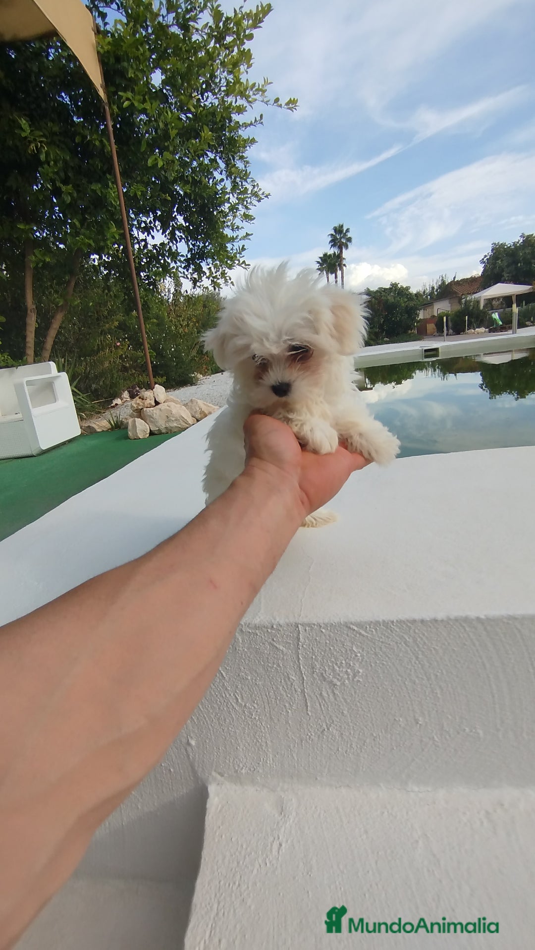 Bichón Maltés perros en venta: Bichón maltés toy  - Imagen 6