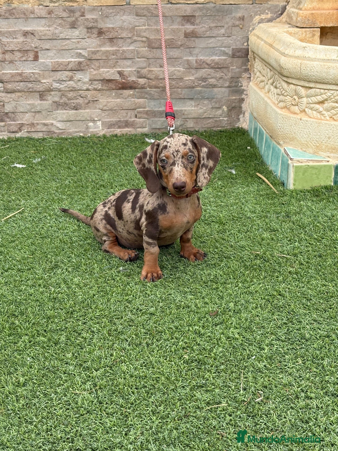 Teckel Miniatura perros Disponible hembra d teckel arlequín chocolate  - Anuncio 1
