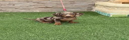 Teckel Miniatura perros en venta: Disponible hembra d teckel arlequín chocolate  - Anuncio 1