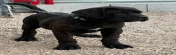 Cane Corso perros en venta: Cane corso  - Anuncio 3
