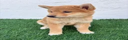 Shiba Inu perros en venta: Shiba Inu - Anuncio 14