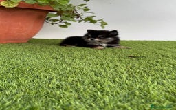 Pomerania perros en venta: POMERANIA HEMBRA DISPONIBLE - Imagen 8