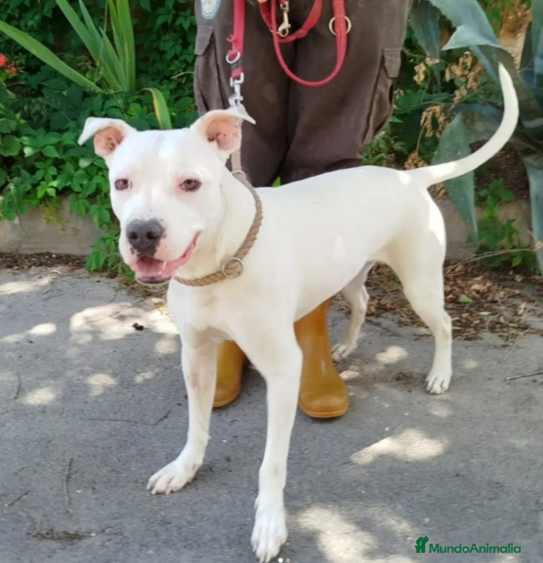 American Pit Bull Terrier perros en adopcion: DIMONI EN ADOPCIÓN - Anuncio 1