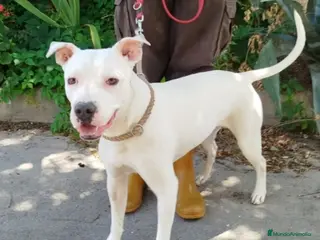 American Pit Bull Terrier perros DIMONI EN ADOPCIÓN - Anuncio 1