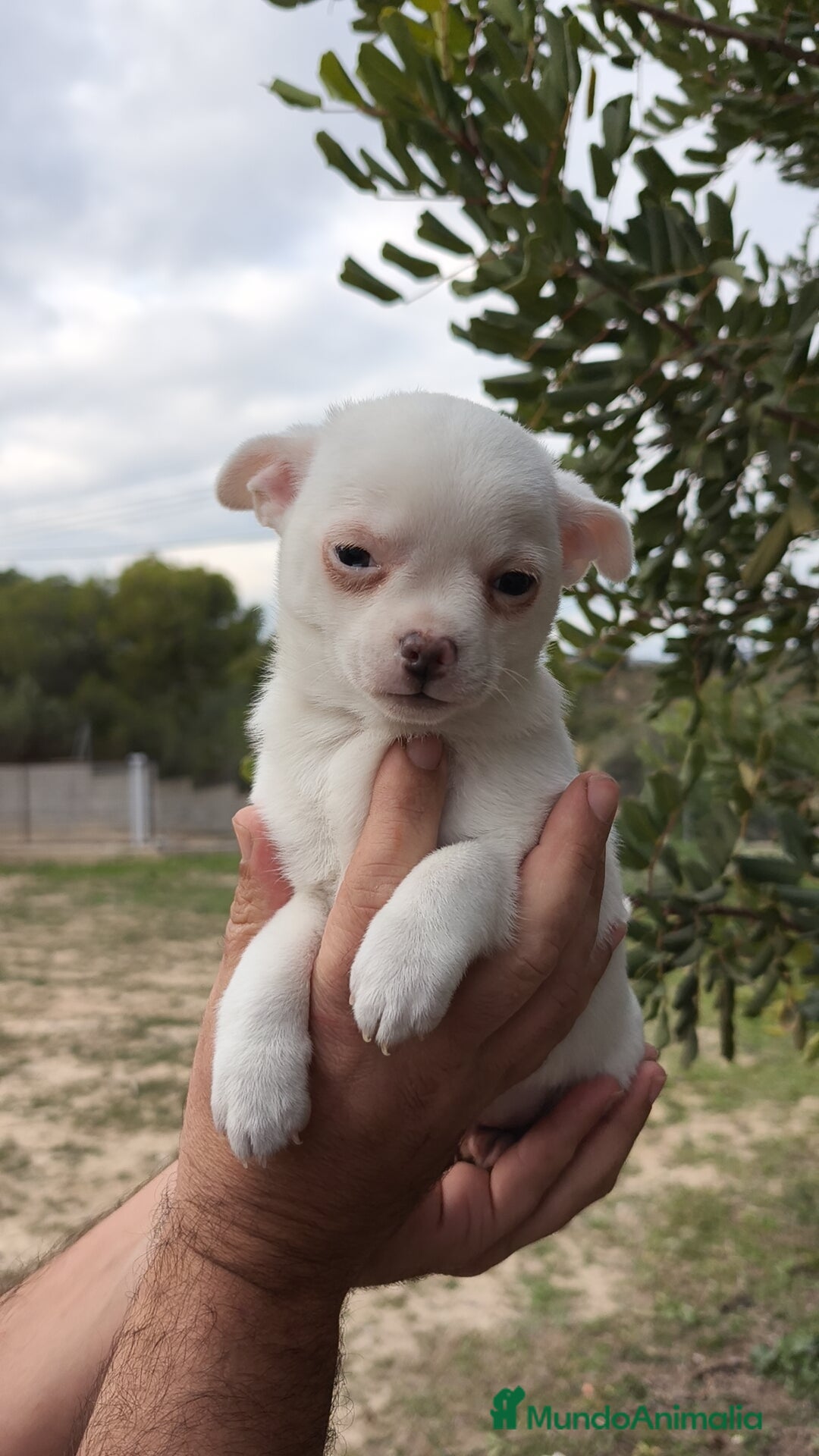 Chihuahua perros en venta: Chihuahua Blanco 🤍 Macho - Anuncio 5
