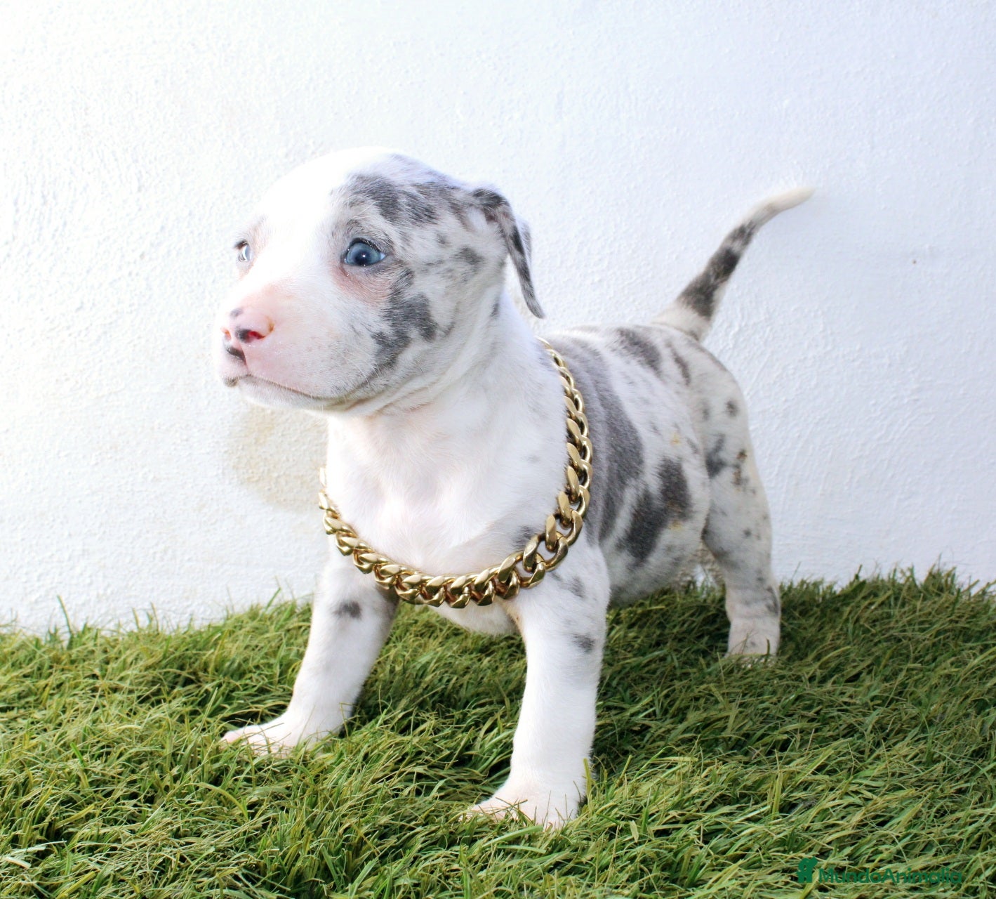 American Pit Bull Terrier perros American pitbull terrier criado todo en casa - Anuncio 24