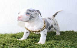 American Pit Bull Terrier perros en venta: American pitbull terrier criado todo en casa - Imagen 1