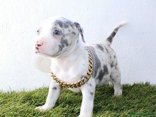 American Pit Bull Terrier perros - Anuncio 6