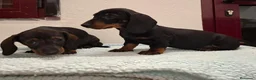 Teckel perros en venta: TECKELS EXCLUSIVOS - Anuncio 6