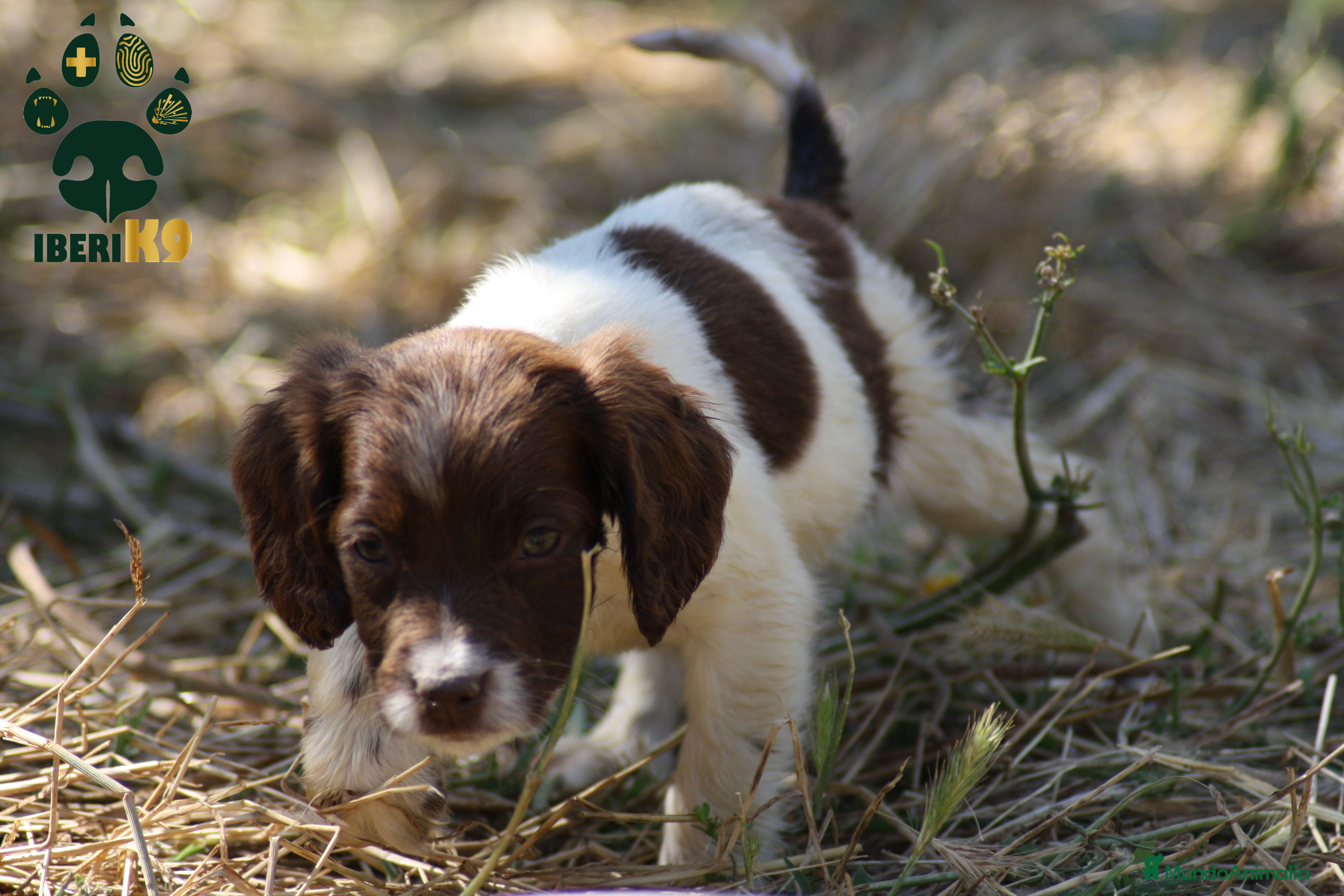 English Springer Spaniel perros Cachorros springer spaniel seriedad - Anuncio 2