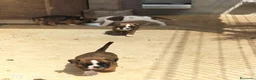 Boxer perros en venta: Boxer - Anuncio 5