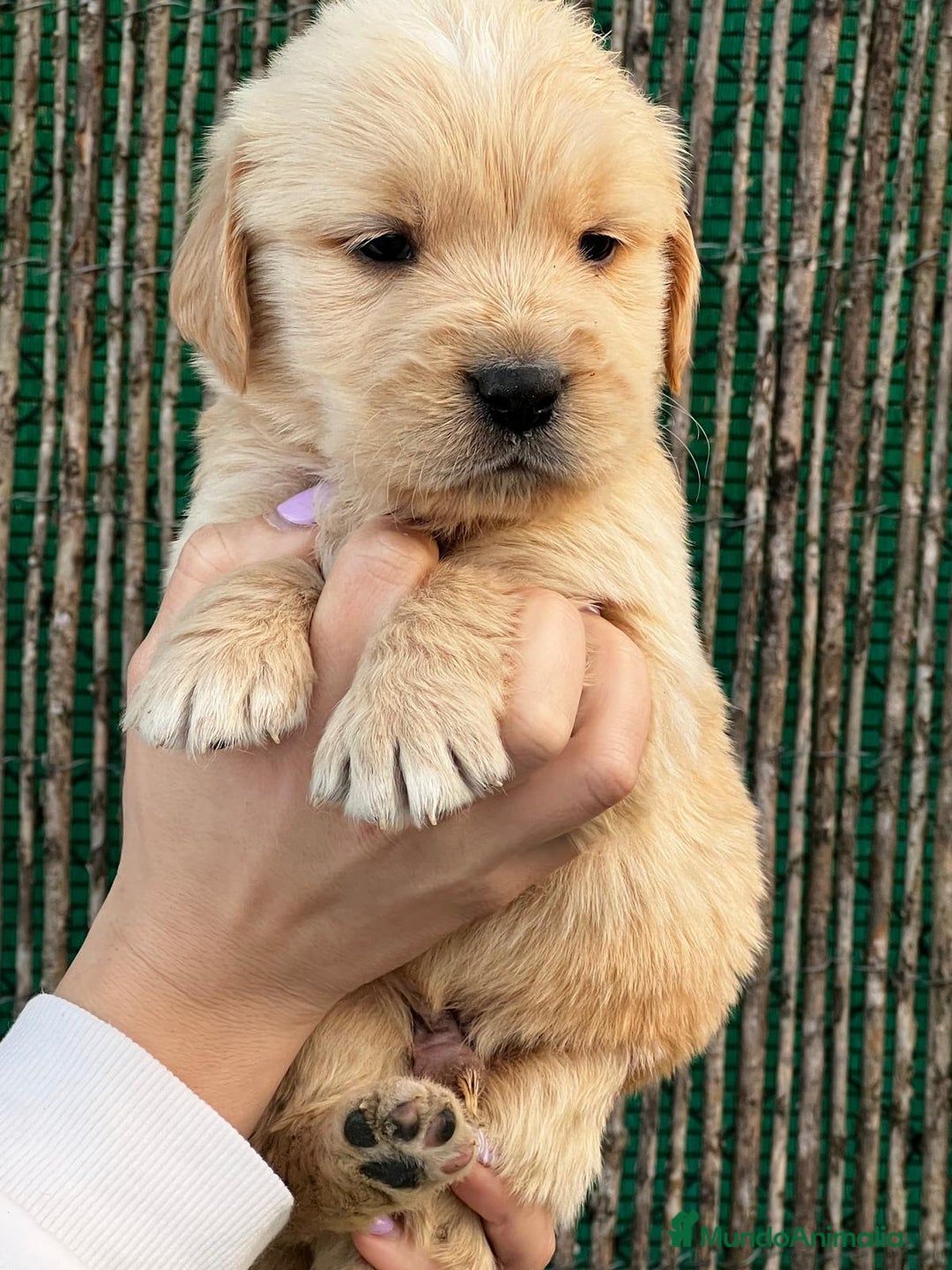 Golden Retriever perros en venta: Golden Retriever  - Imagen 1