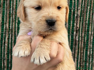 Golden Retriever perros - Anuncio 1