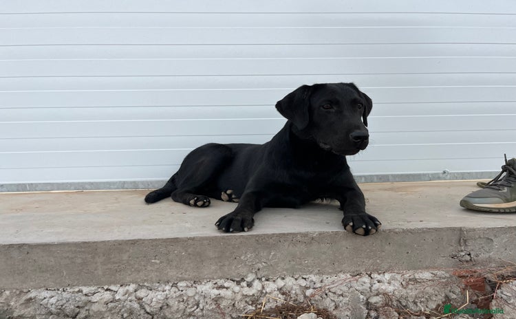 Labrador Retriever perros - Anuncio 10
