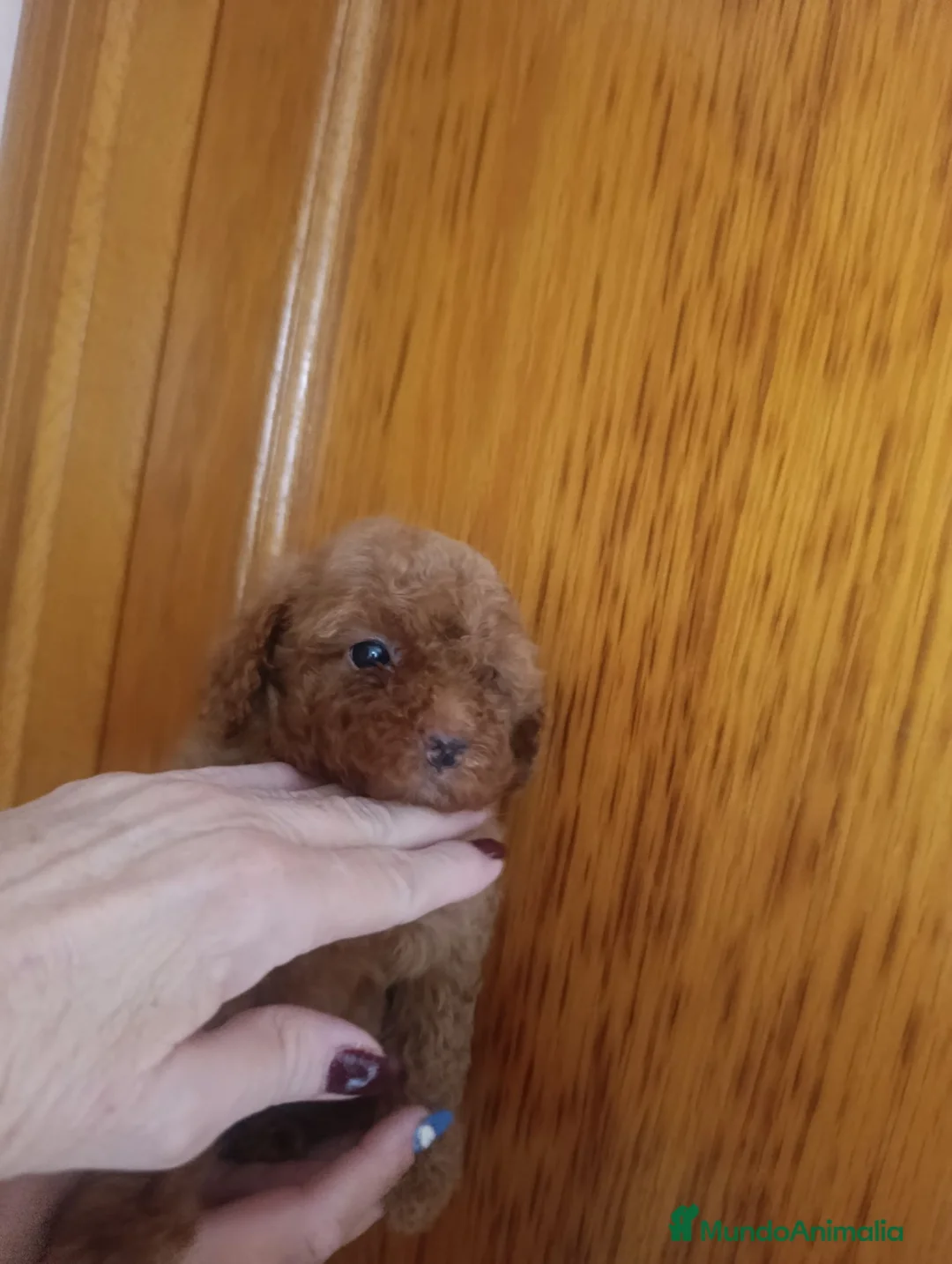 Caniche Toy perros en venta: CANICHE TOY MACHO OPORTUNIDAD  - Anuncio 2