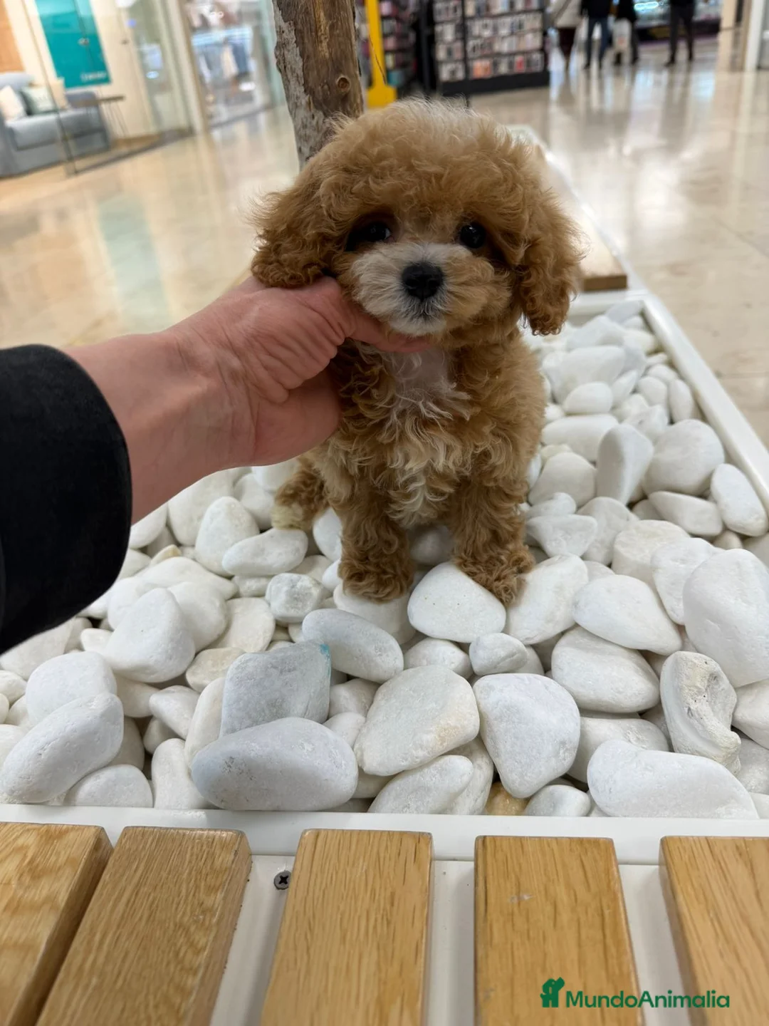 Caniche Toy perros en venta: Hembrita línea asiática Teddy  - Anuncio 2