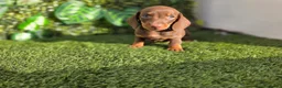 Teckel Miniatura perros en venta: TECKEL MINI & KANNINCHEN CHOCOLATE - Anuncio 2