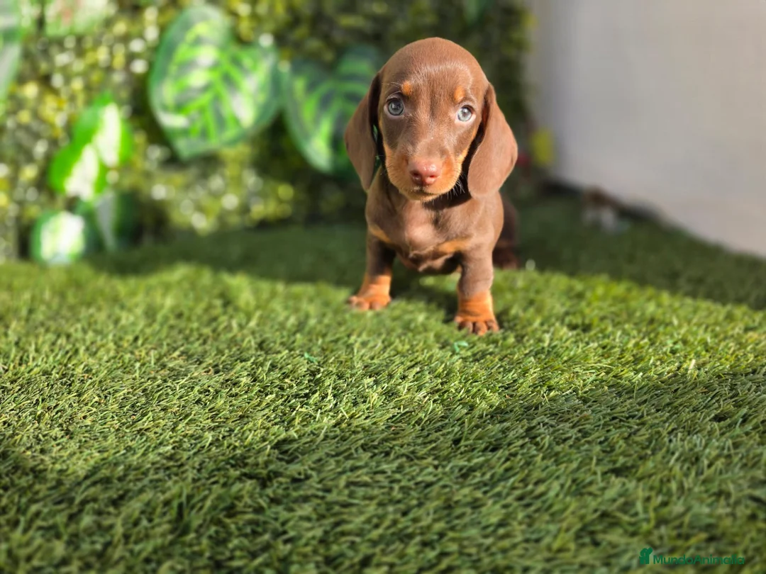 Teckel Miniatura perros en venta: TECKEL MINI & KANNINCHEN CHOCOLATE - Anuncio 2