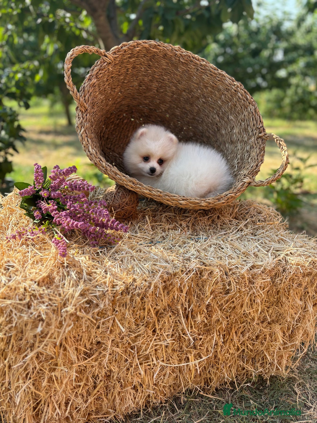 Pomerania perros en venta: Pomerania blanco crema fotos actuales  - Imagen 8