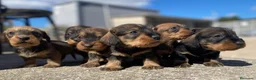 Teckel perros en venta: Teckel de palo duro - Anuncio 1
