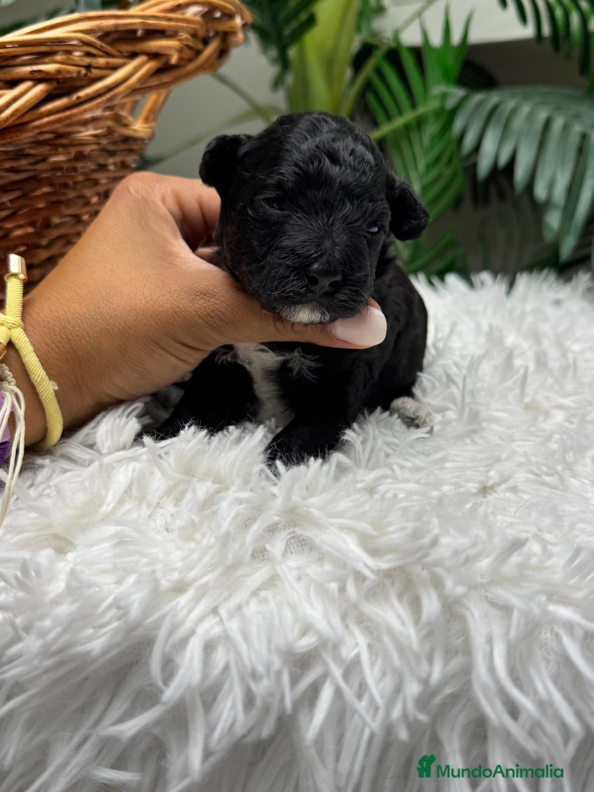 Raza Mixta perros en venta: CANICHE HEMBRA - Anuncio 10
