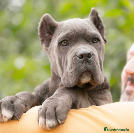 Cane Corso perros en Sevilla - Anuncio 5