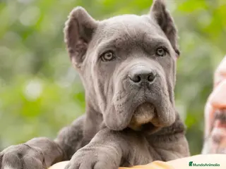 Cane Corso perros CANE CORSO , CACHORROS DE CALIDAD en Sevilla - Anuncio 9