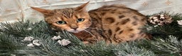 Bengalí gatos en venta: Gata bengalí - Anuncio 2