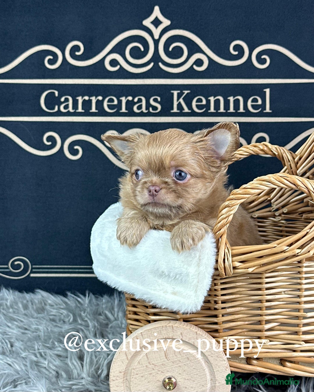Chihuahua perros en venta: ♥️ Exclusivo Chihuahua Miniatura - Anuncio 7