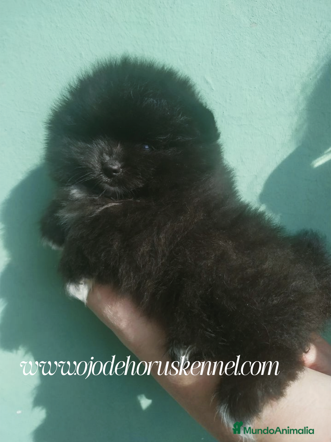 Pomerania perros en venta: Macho pomerania toy - Imagen 1