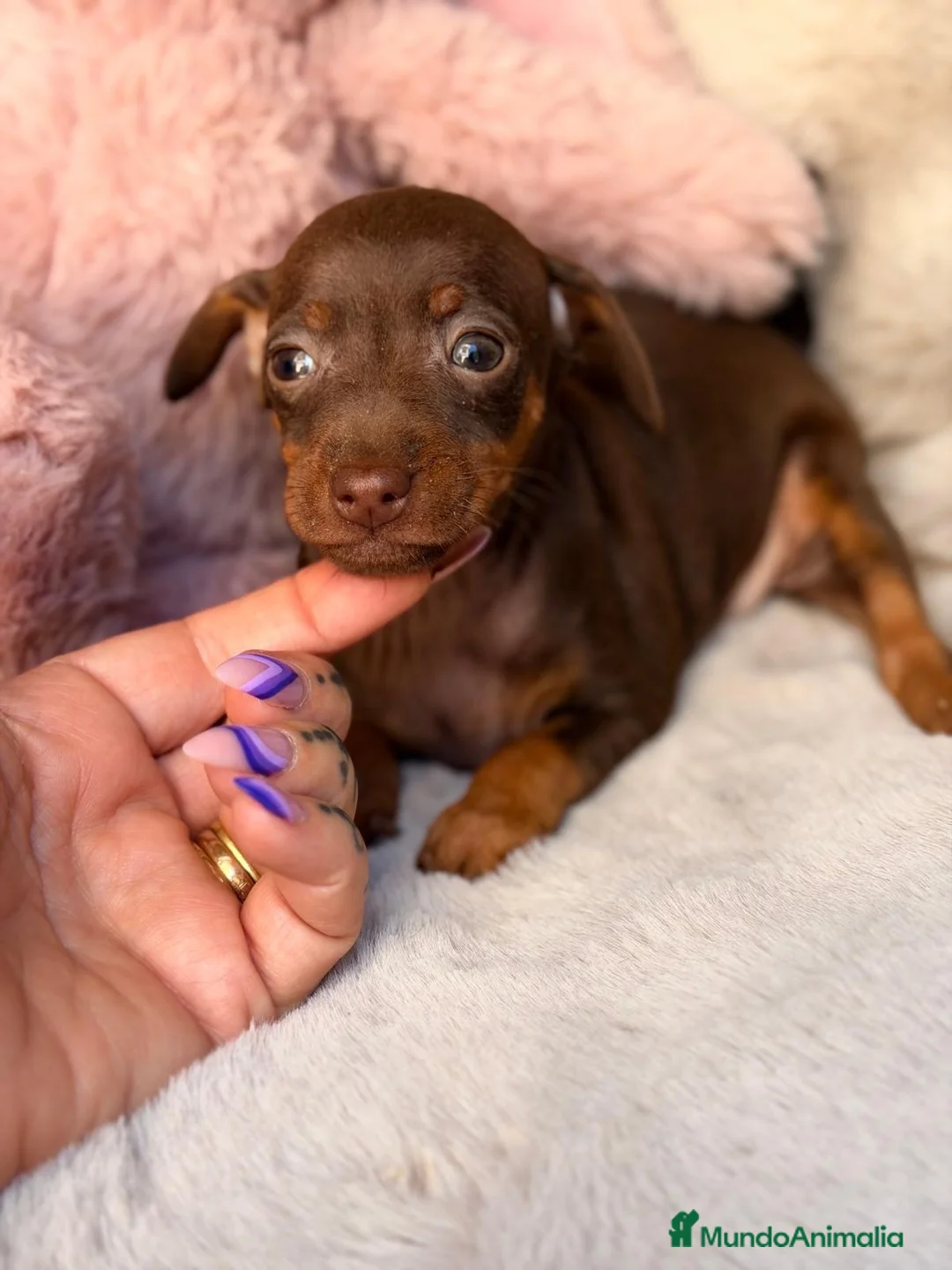 Pinscher Miniatura perros en venta: Hembra mini pinscher choco🐾🩷 - Anuncio 5