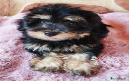Maltipoo perros en venta: MALTIPOO  - Imagen 4
