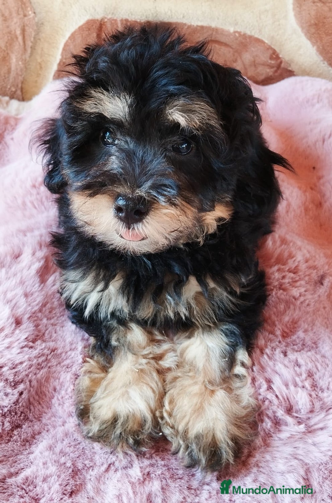Maltipoo perros en venta: MALTIPOO  - Imagen 4