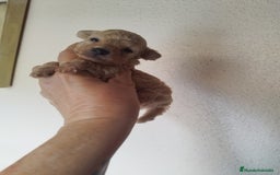 Caniche Toy perros en venta: CANICHES TOYS CALIDAD Y SELECCIÓN  - Imagen 9