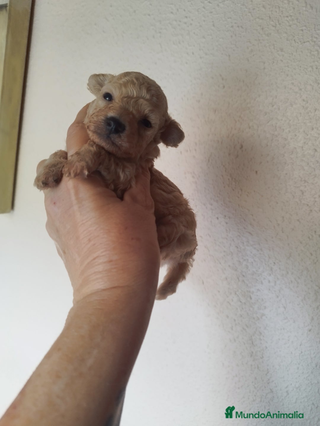 Caniche Toy perros en venta: CANICHES TOYS CALIDAD Y SELECCIÓN  - Imagen 9