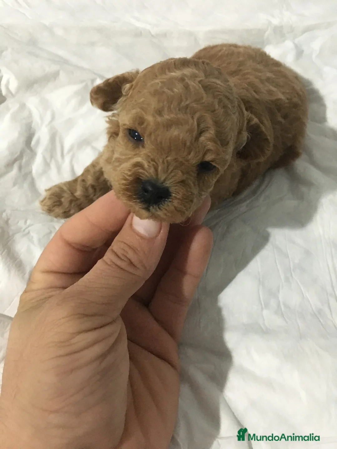 Maltipoo perros en venta: MALTIPOO  - Anuncio 3