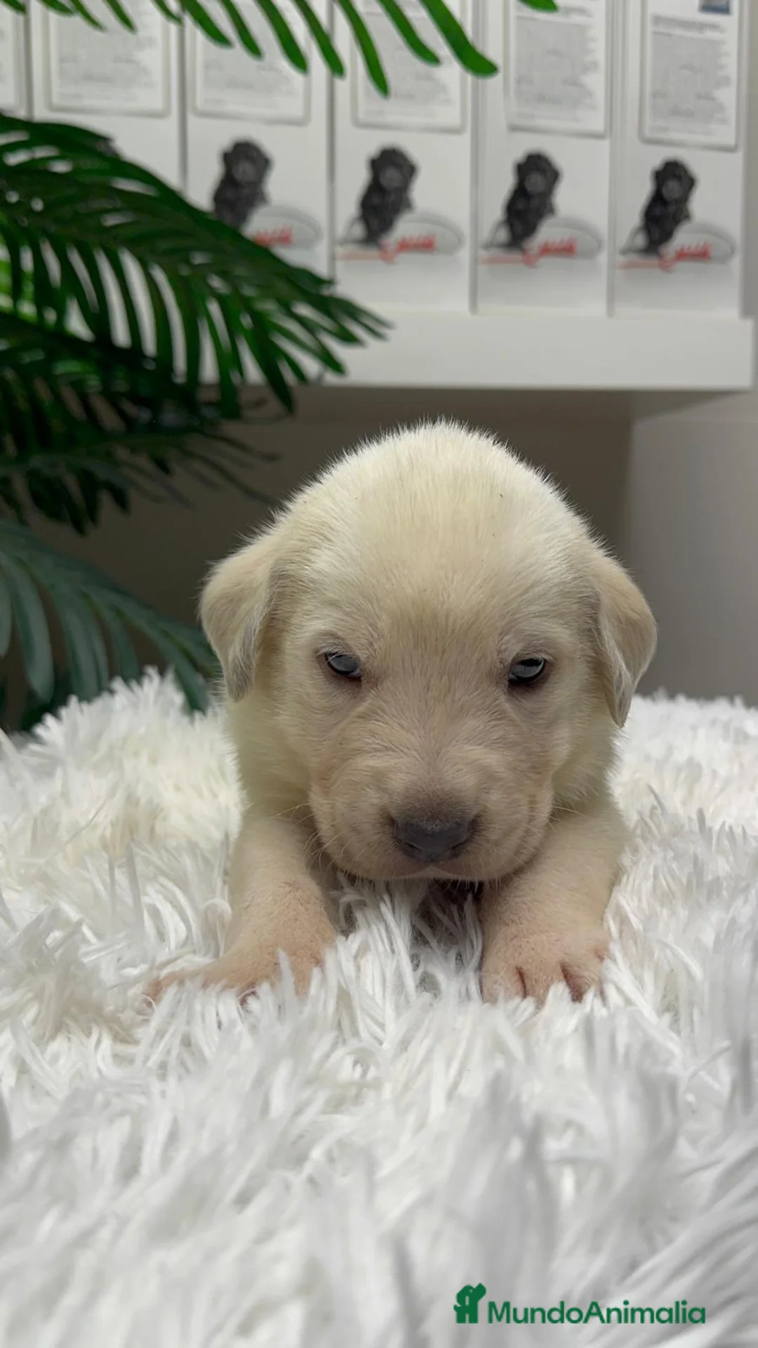 Mastín Español perros en venta: MASTIN ESPAÑOL - Anuncio 3