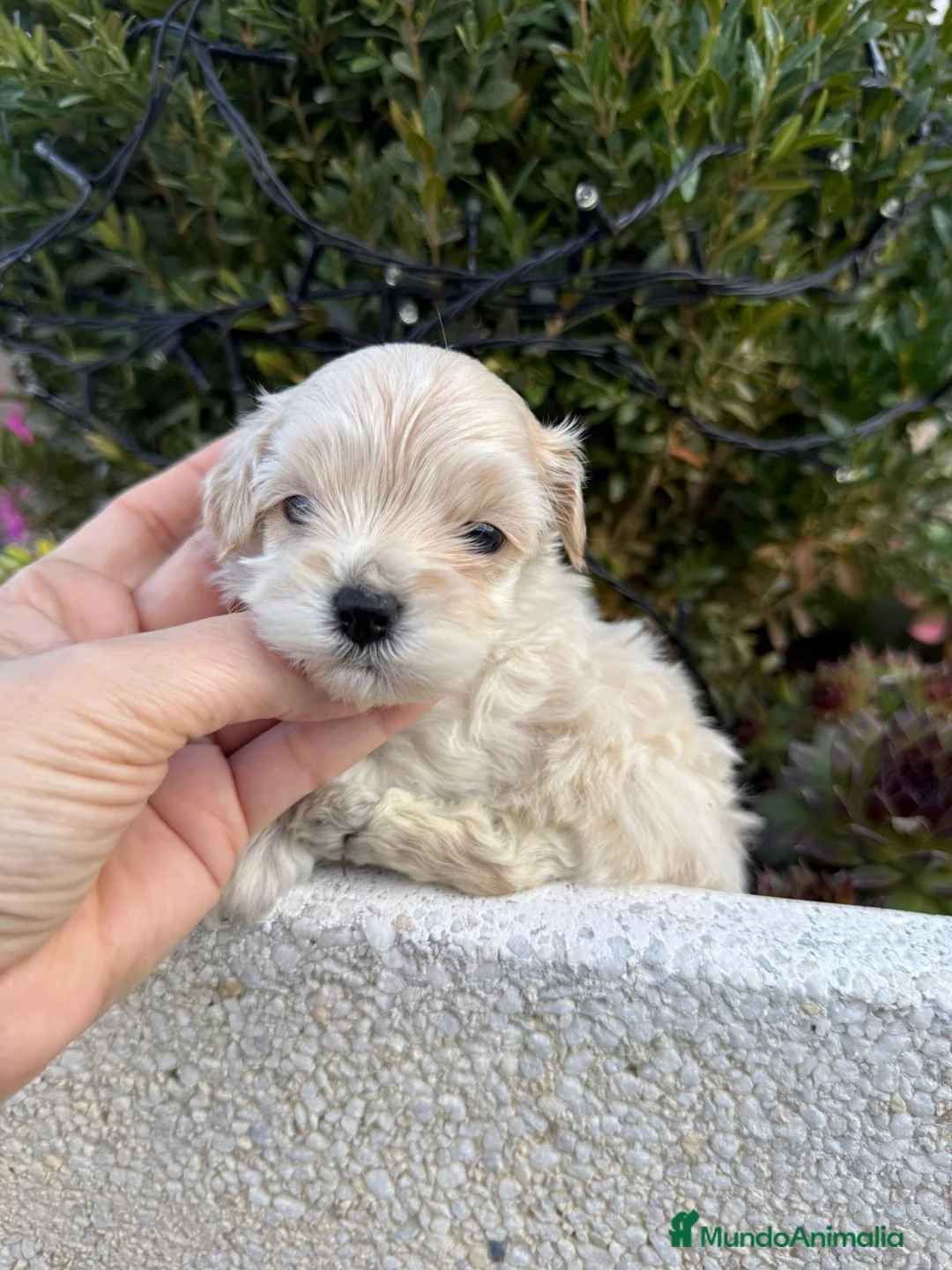 Maltipoo perros en venta: Maltipoo Hembra y macho mini toy  - Anuncio 19