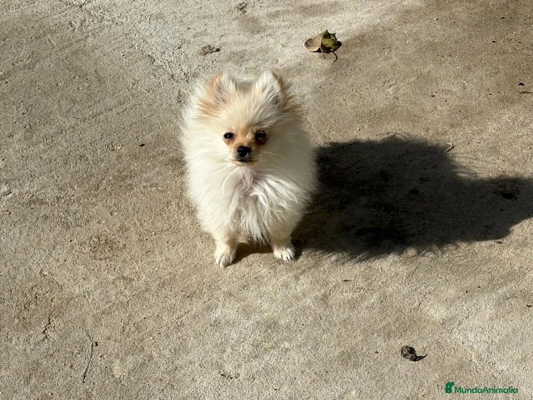 Yorkshire Terrier perros en venta: milcachorros.es disponemos casi todas las razas  - Anuncio 20