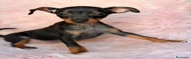 Pinscher Miniatura 5