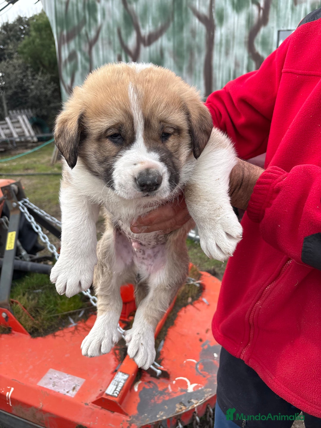 Mastín Español perros en venta: Mastín Español cachorro macho  - Anuncio 7