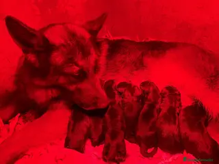 Pastor Alemán perros en venta: Pastor aleman cachorro valencia pedralba 2026 - Anuncio 3