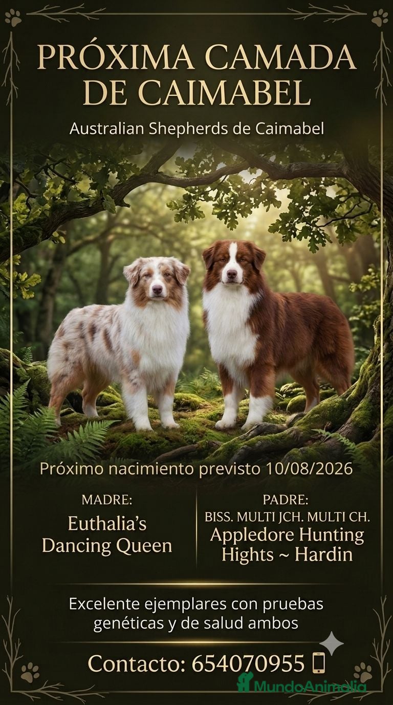 Pastor Australiano perros Futura camada de Australian Sheperd - Anuncio 29