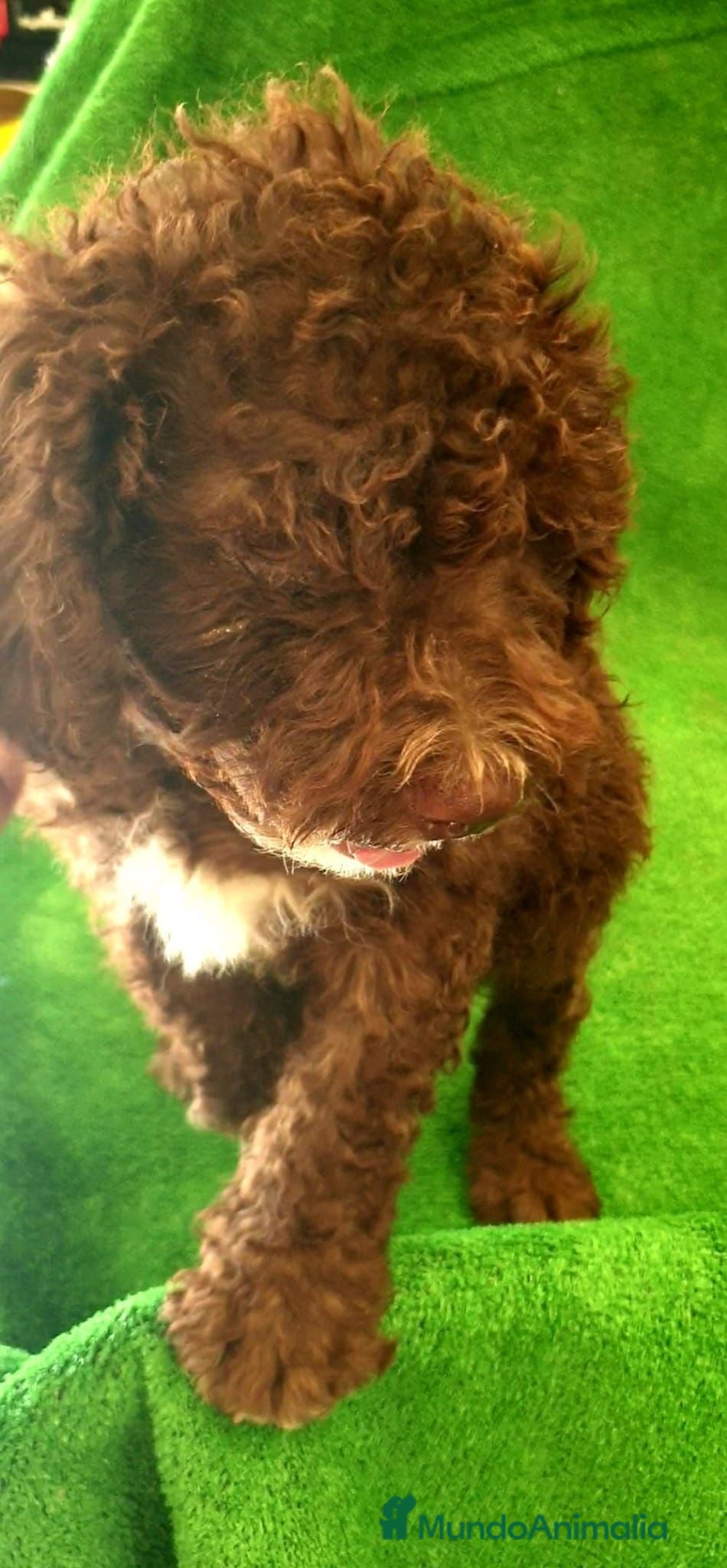 Perro de Agua Español perros Perro Aguas Español  - Anuncio 3
